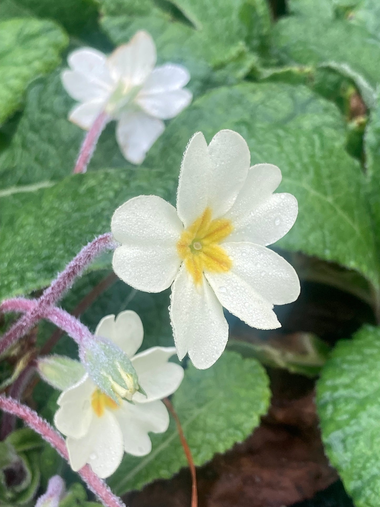 Primula vulgaris