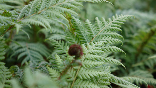 CYATHEA
AUSTRALIS