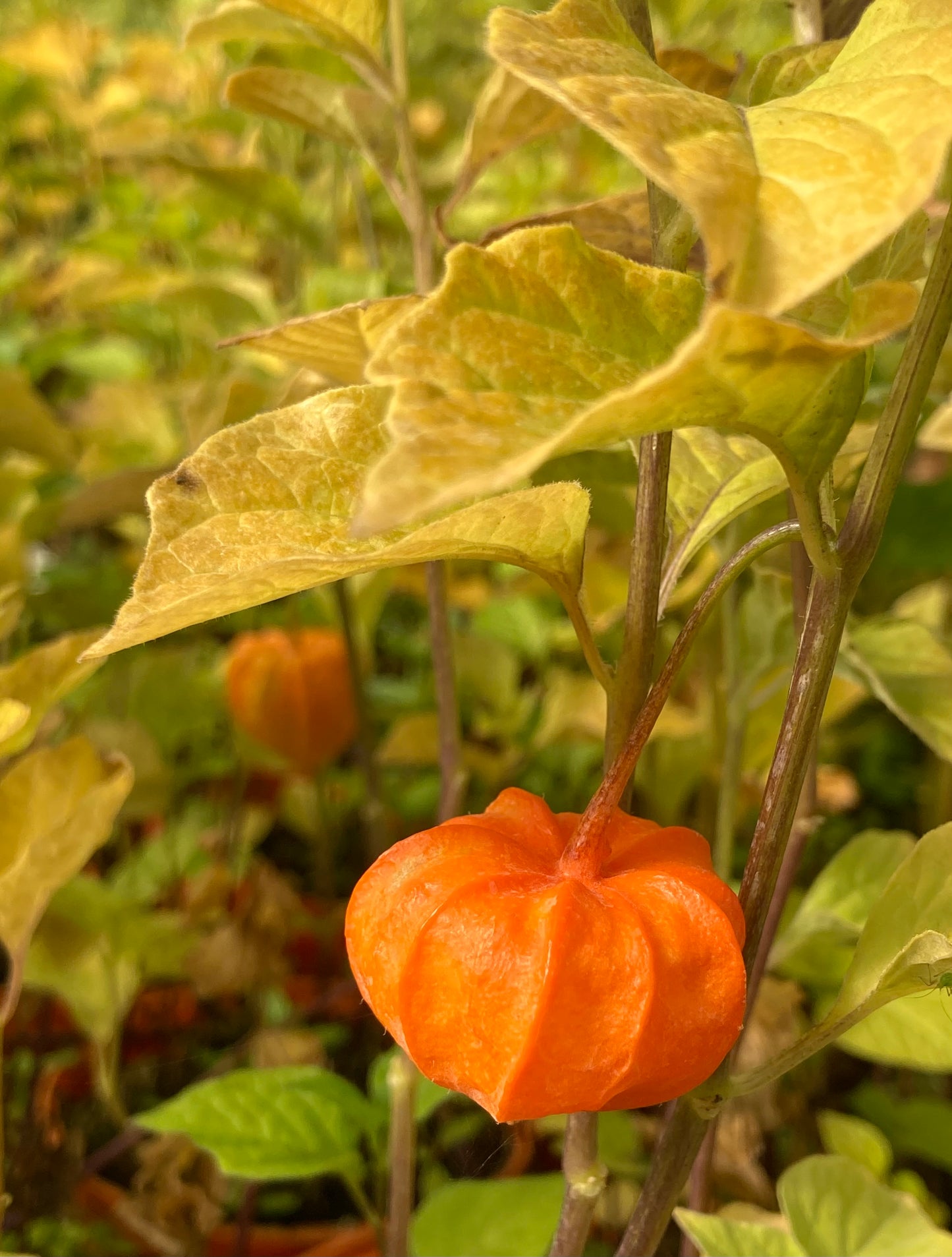 Physalis alk. var. franchetii