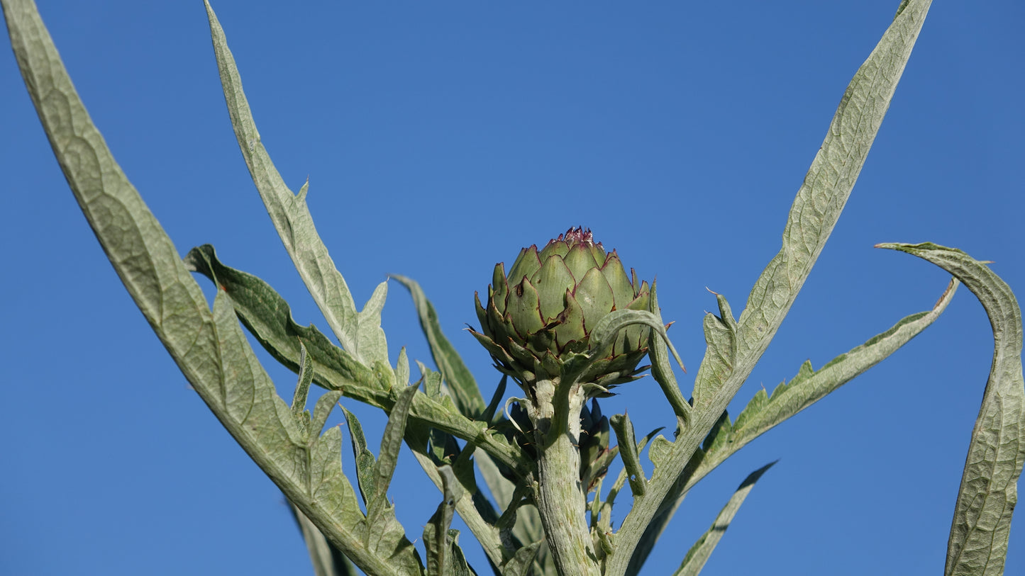 Cynara cardunculus