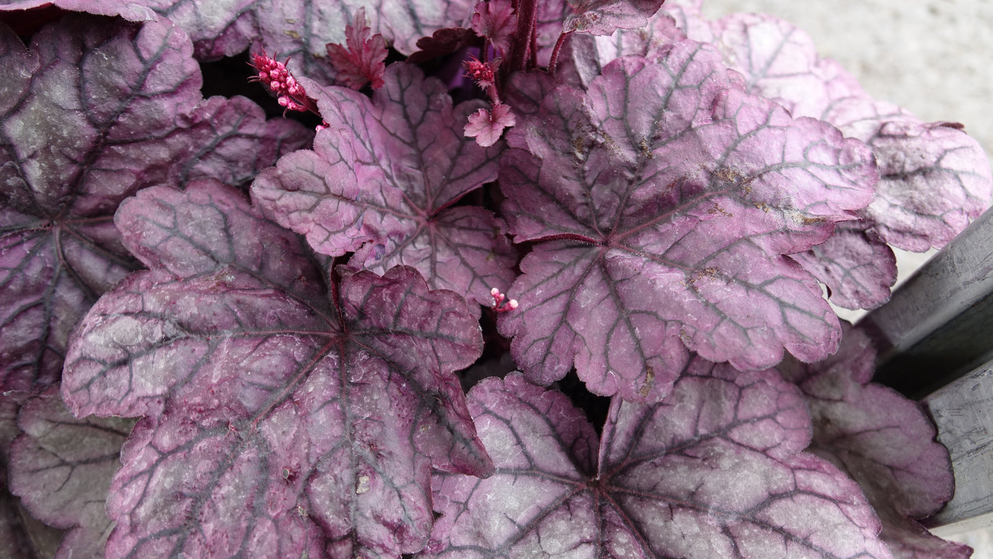 Heuchera ‘Sugar Plum’