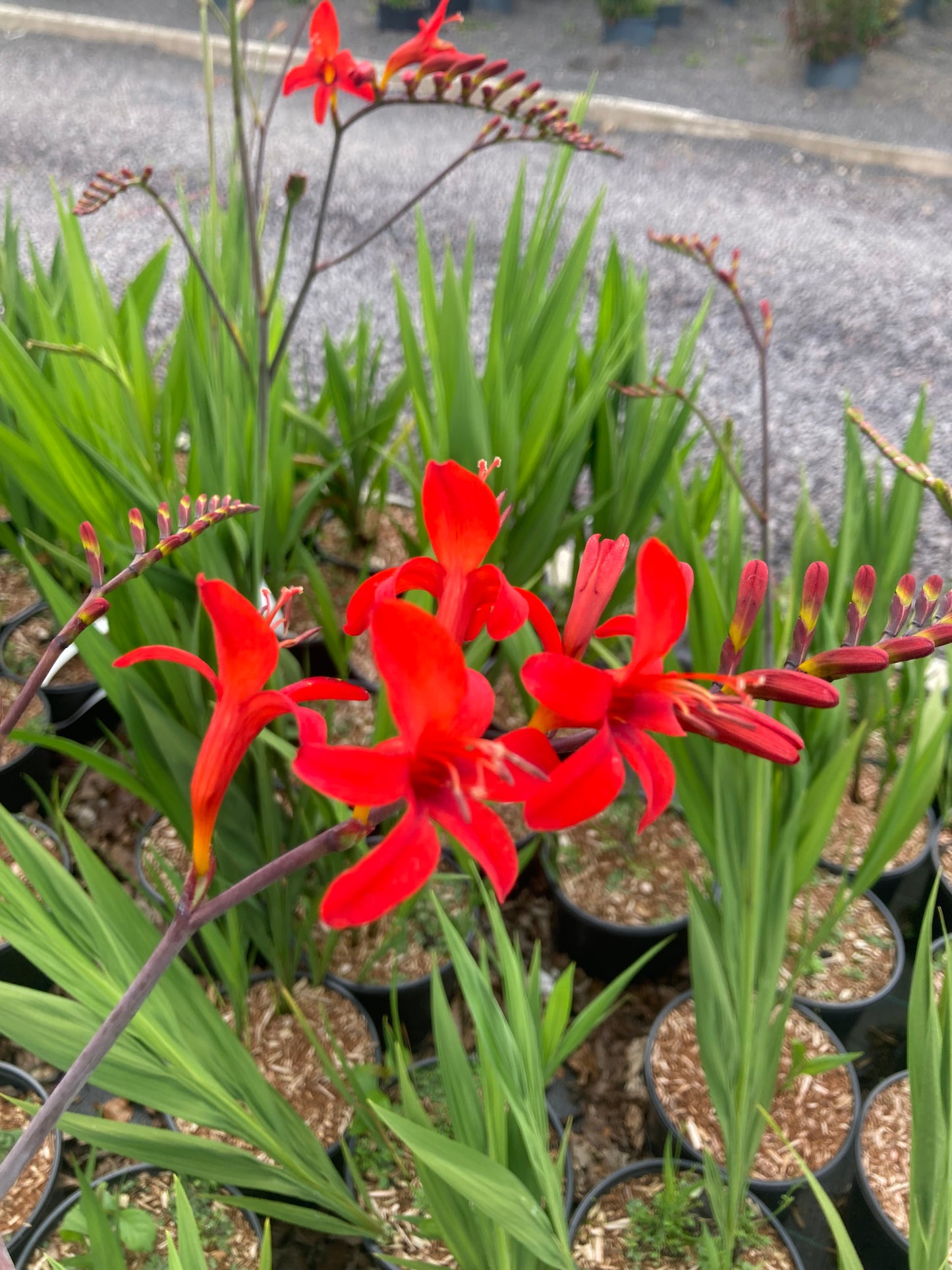 Crocosmia 'Lucifer'