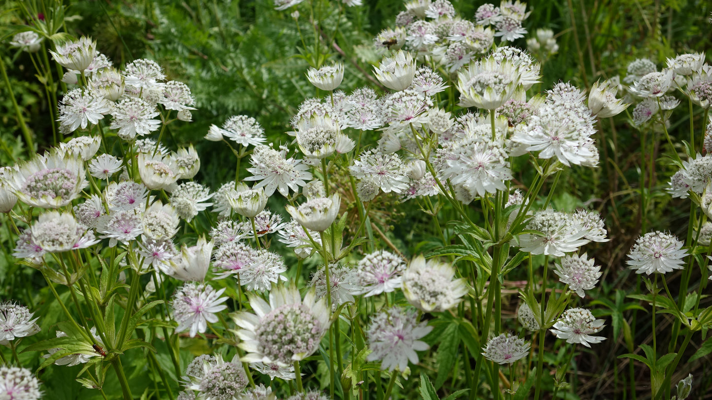 Astrantia major ‘Shaggy’