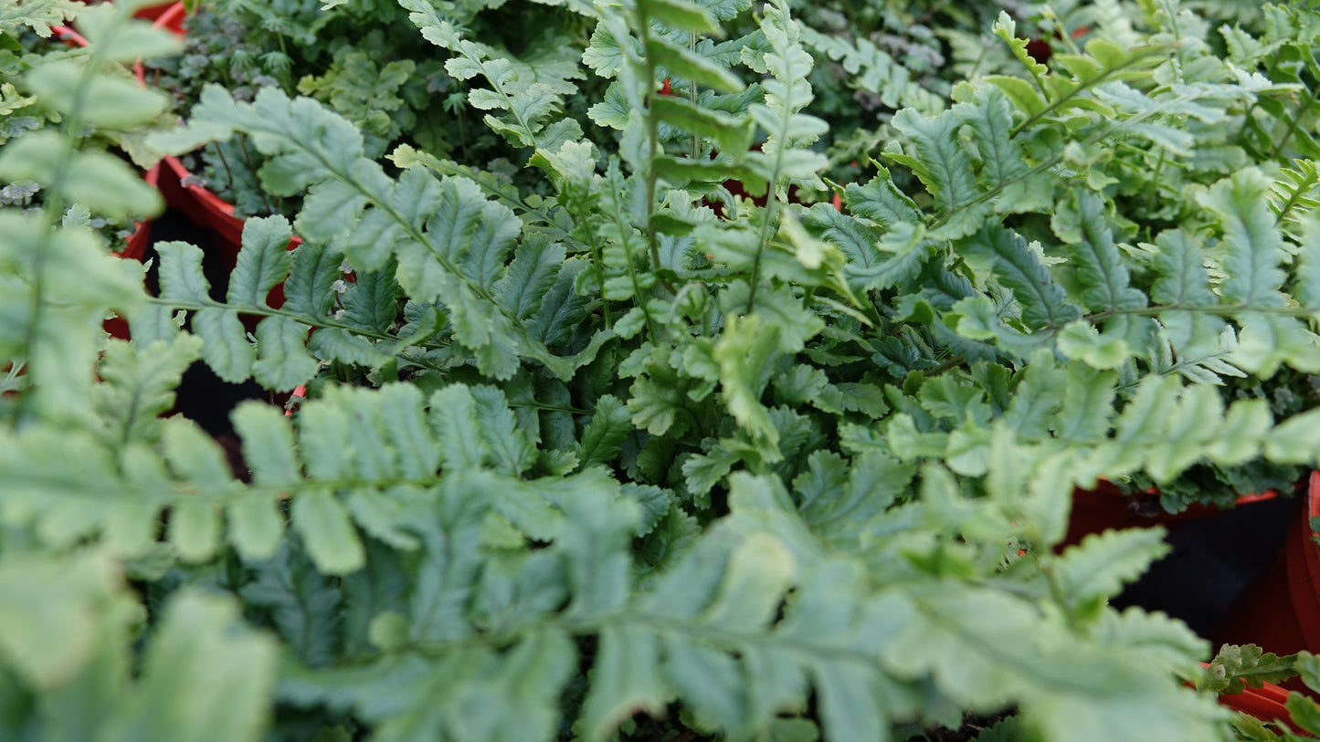 Dryopteris f.m 'Crispa Cristata'