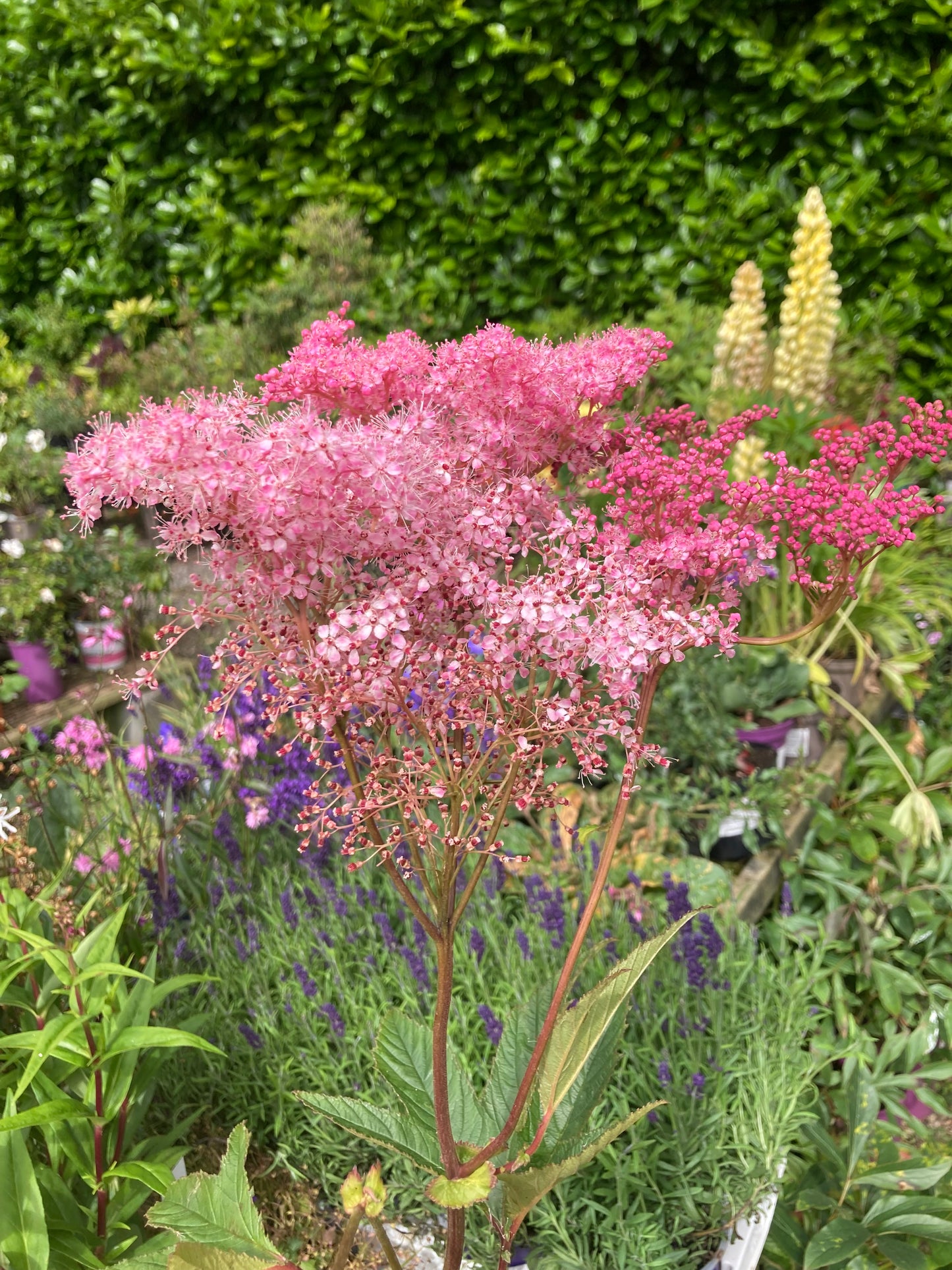 Filipendula rubra ‘Venusta’