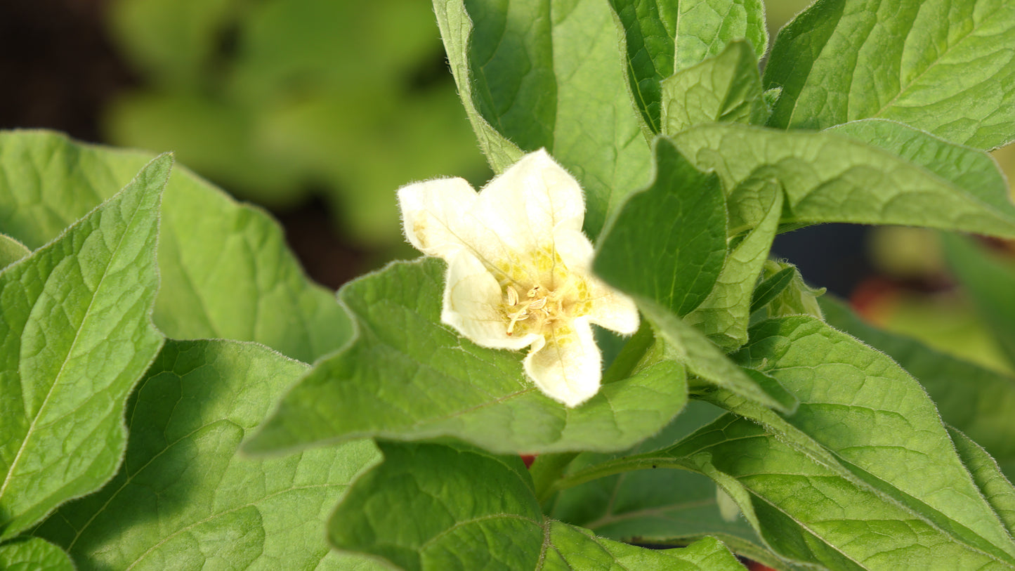 Physalis alk. var. franchetii