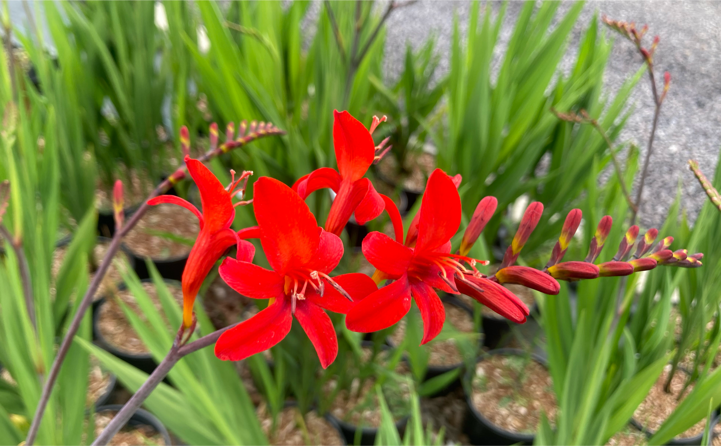 Crocosmia 'Lucifer'