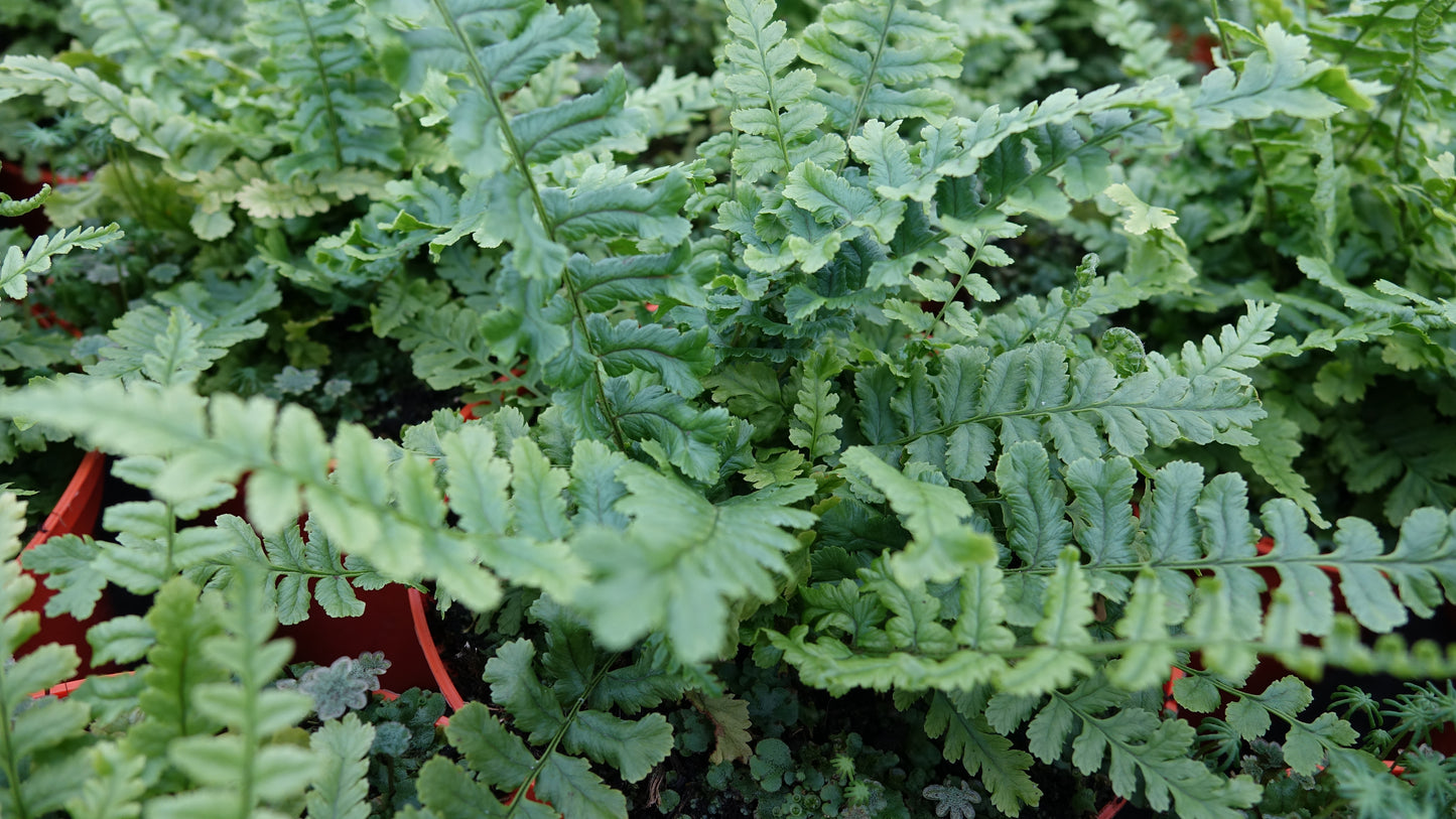 Dryopteris f.m 'Crispa Cristata'