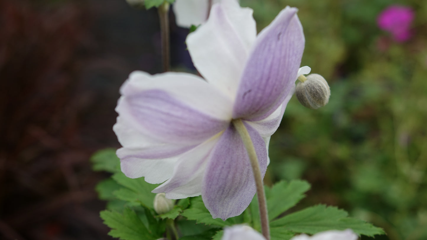 Anemone 'Ruffled Swan'