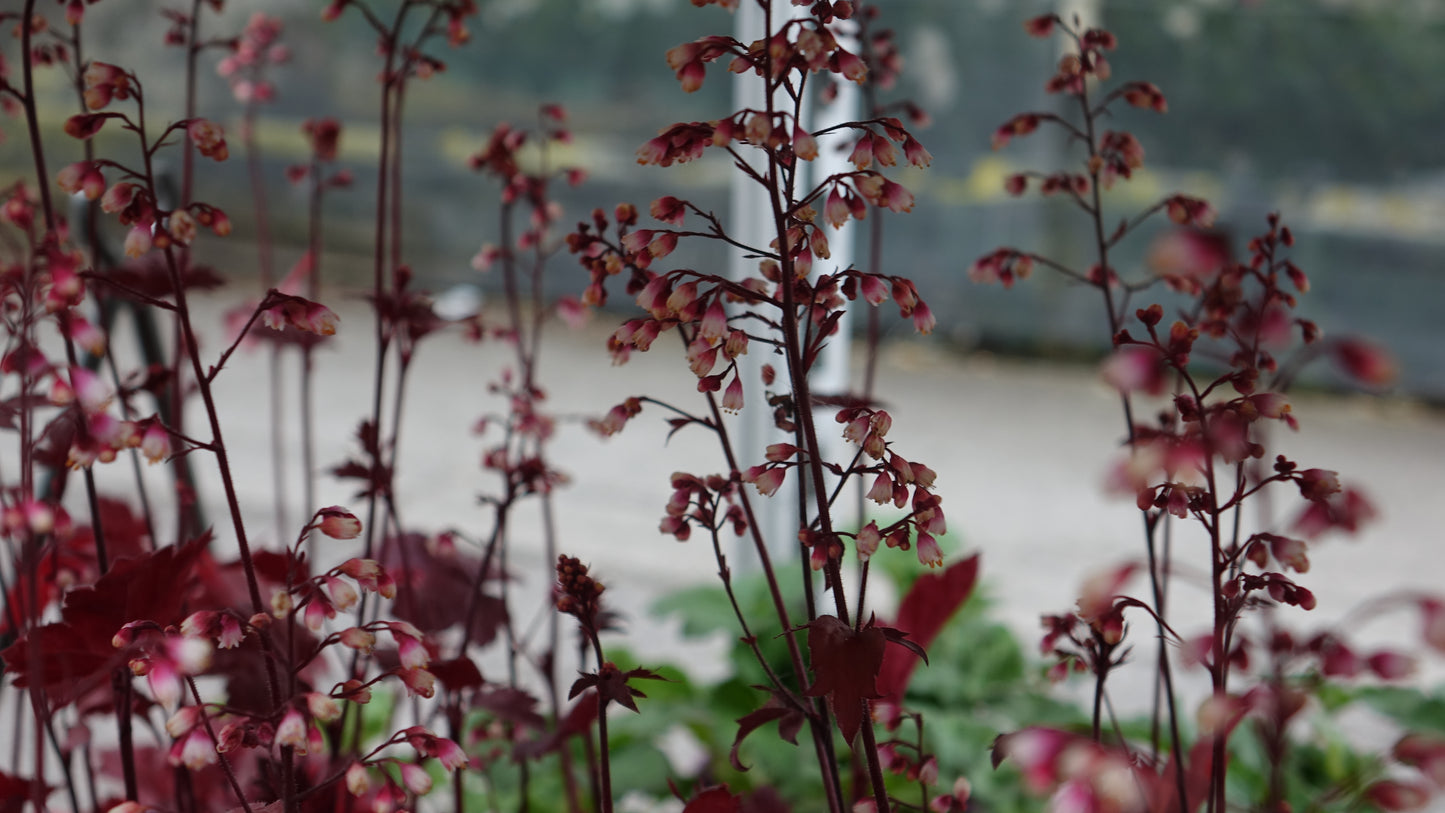 Heuchera ‘Fire Chief’