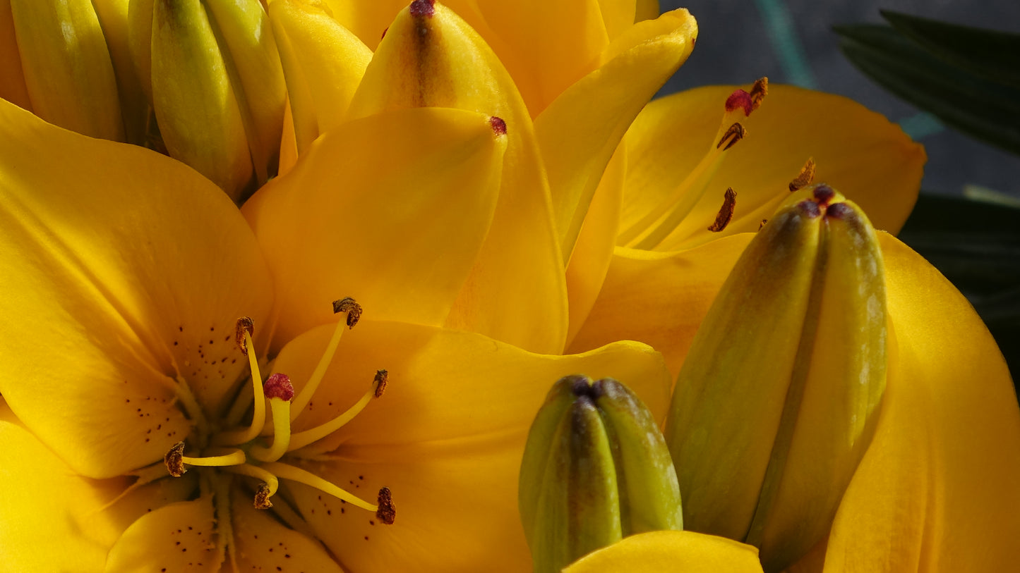 Lilium
'Yellow Pixie'