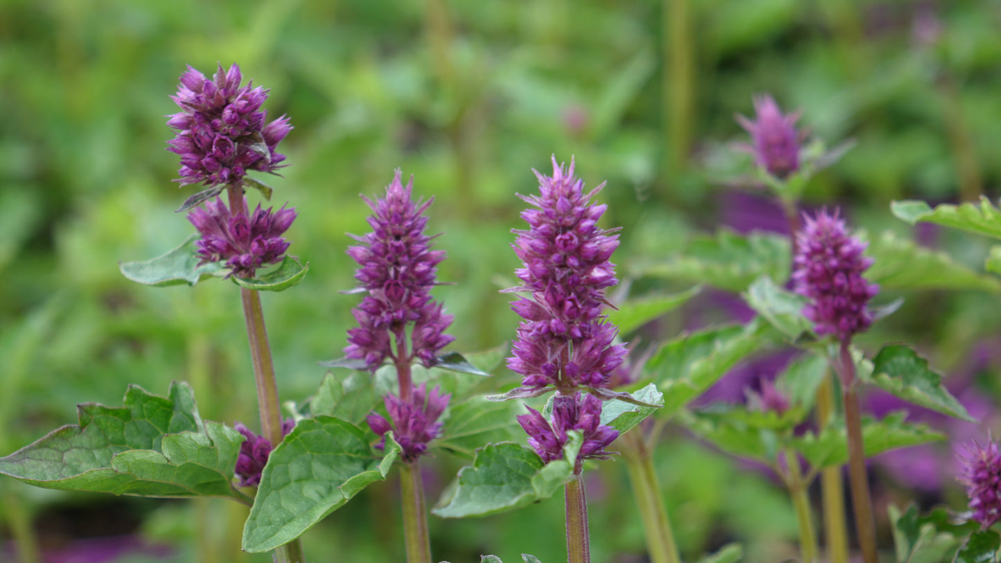 Agastache ‘Blue Boa’