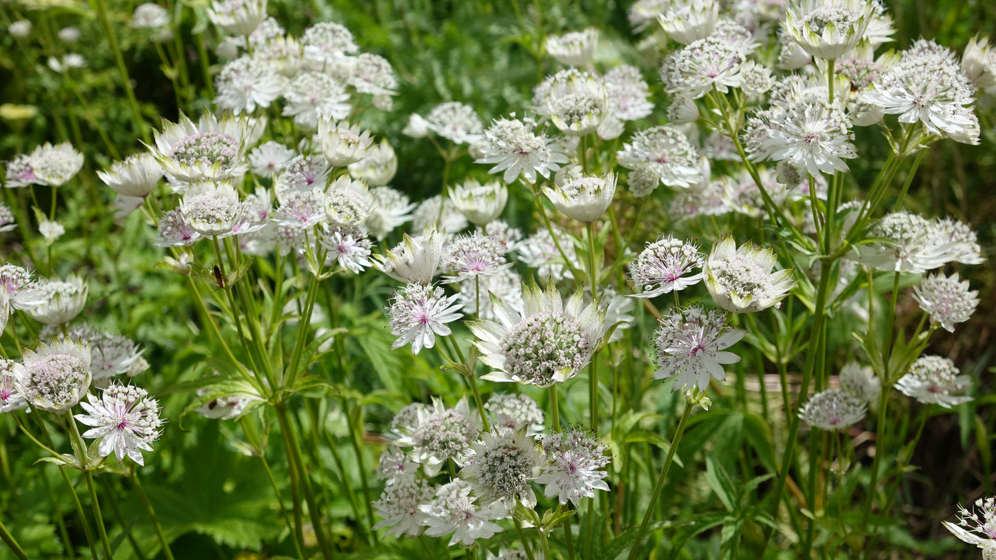 Astrantia major ‘Shaggy’