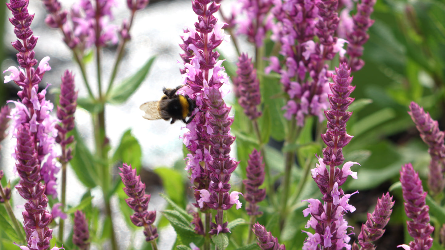 Salvia 'Sensation Pink'