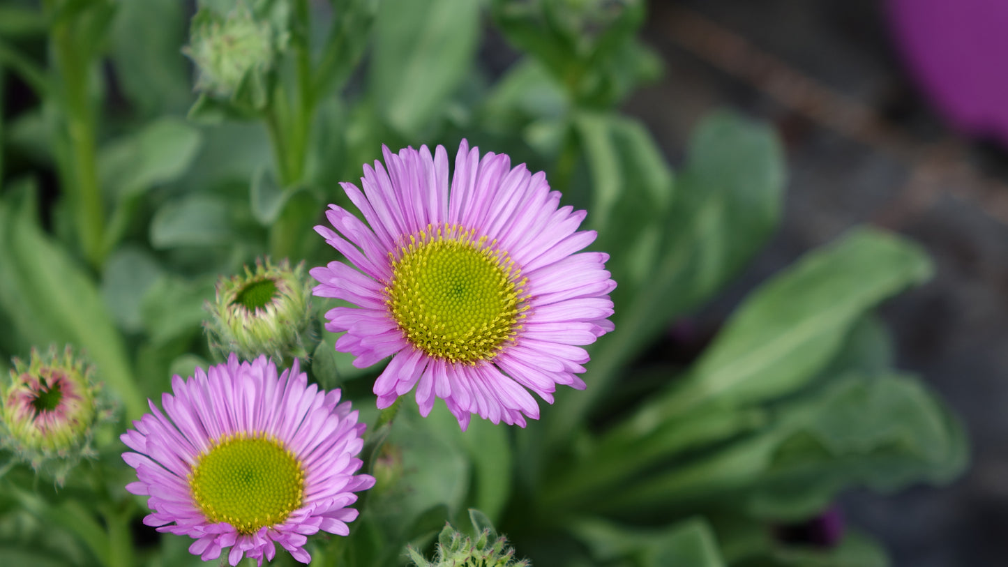 Erigeron 'Sea Breeze' ®