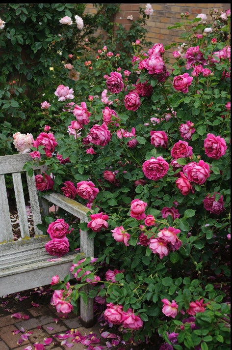 Rosa 'Lady of Megginch' (Ausvolume) David Austin Rose