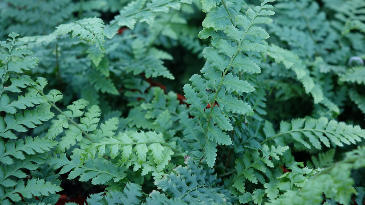 Polystichum setiferum