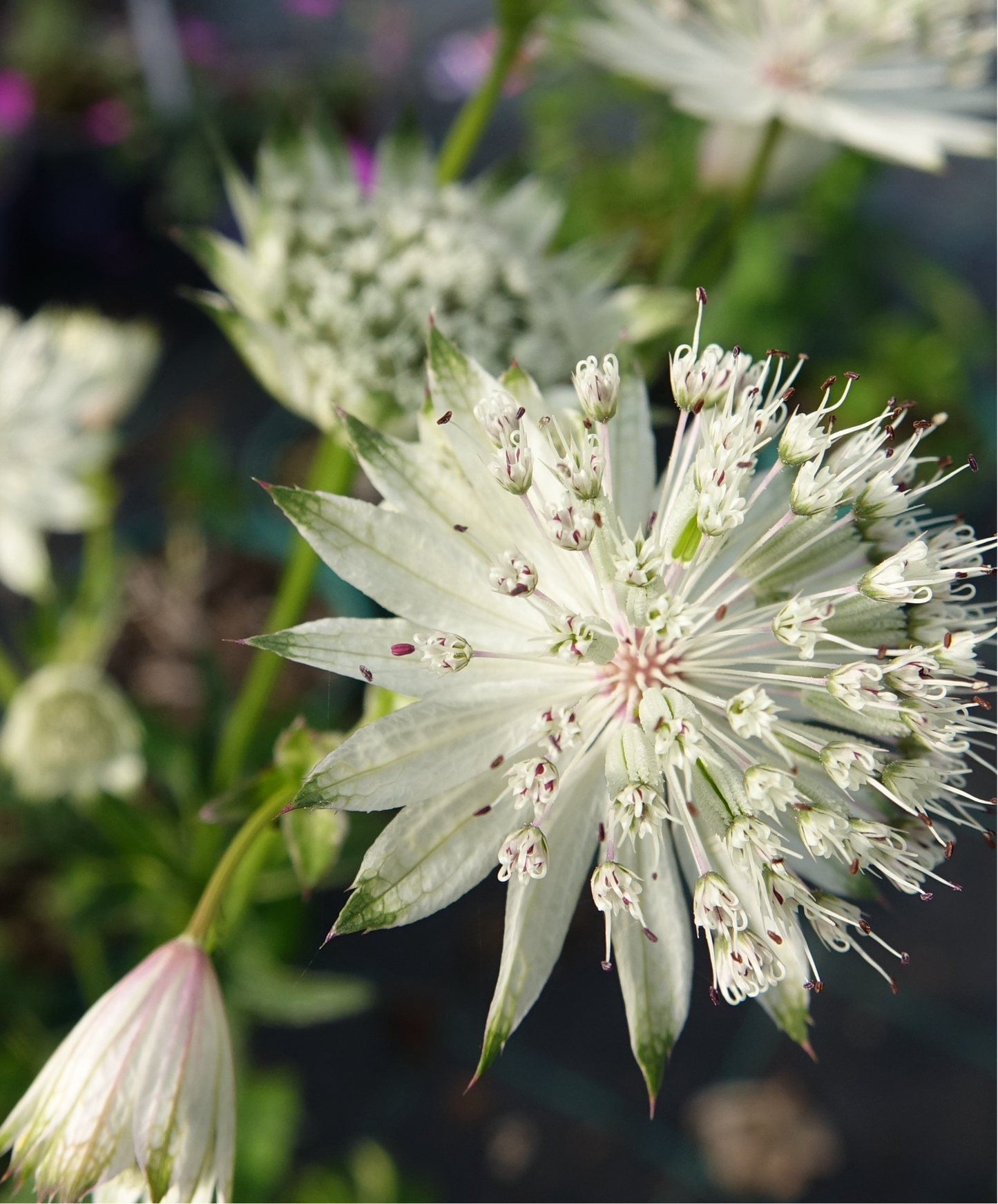 Astrantia major ‘Shaggy’