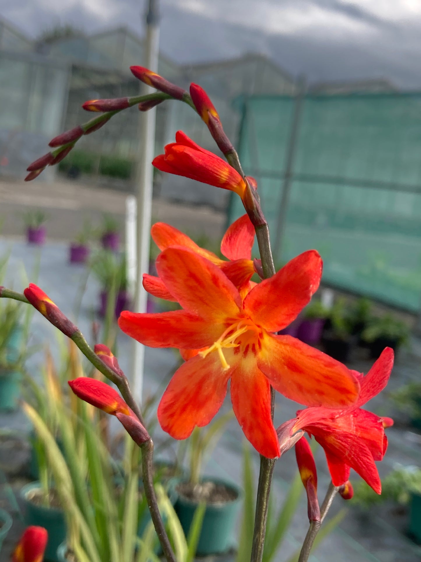 Crocosmia 'Emily McKenzie'