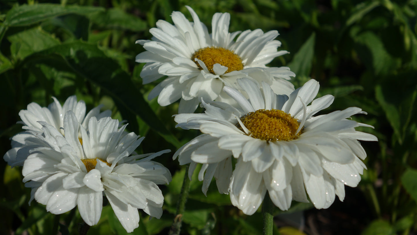 Leucanthemum 'Victorian Secret'