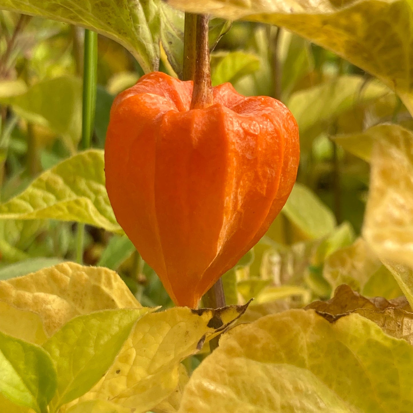 Physalis alk. var. franchetii