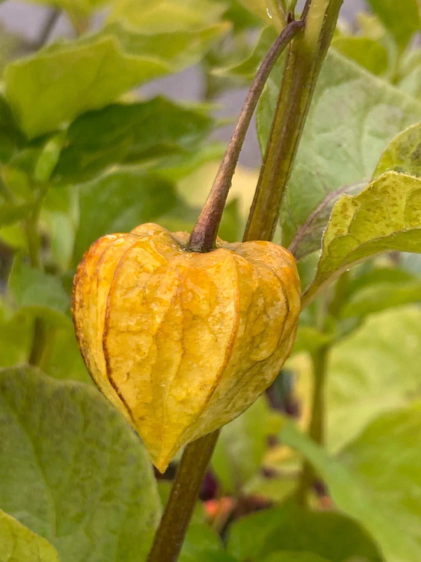 Physalis alk. var. franchetii