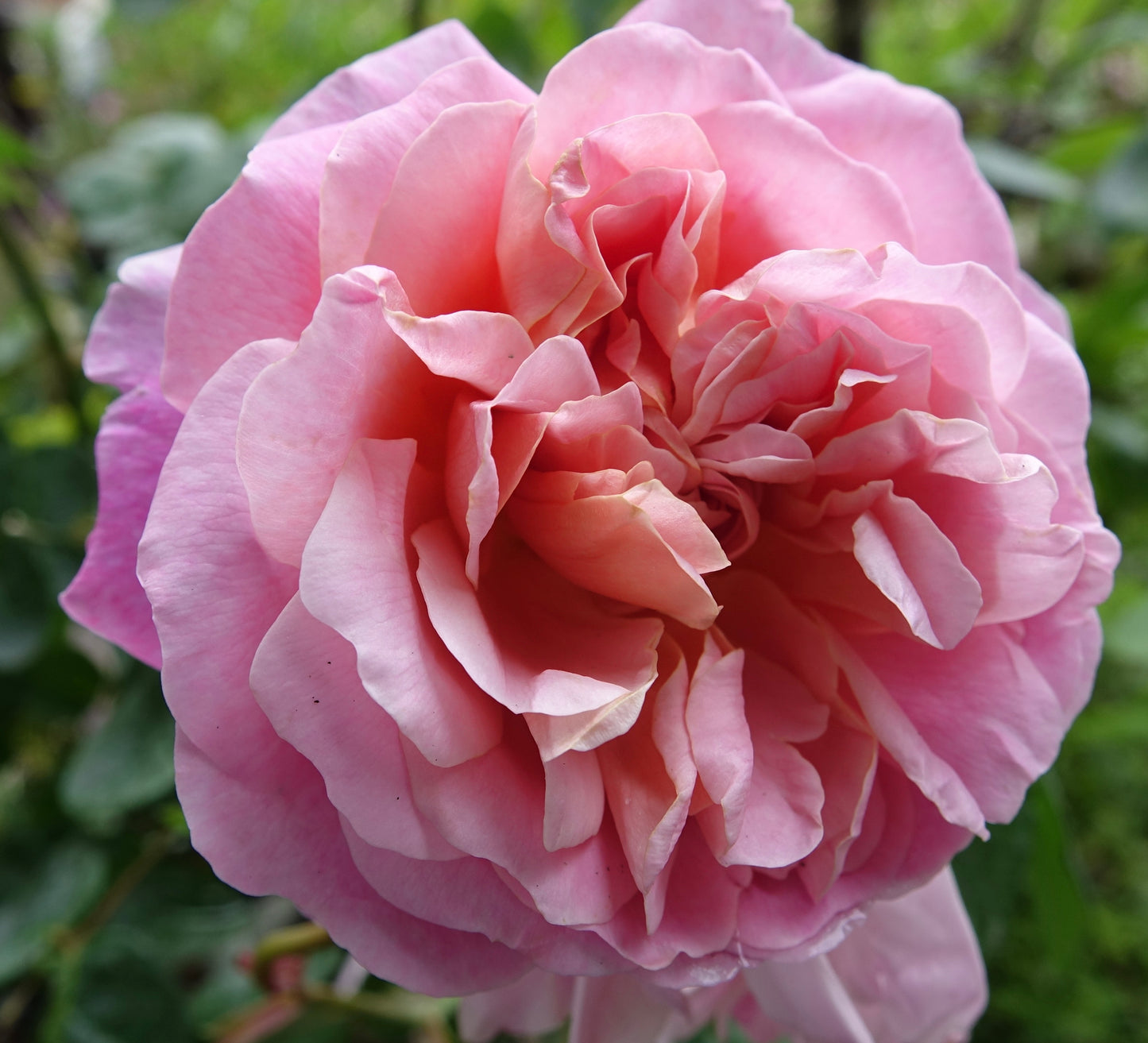 Rose ‘Eustacia Vye’ David Austin Rose