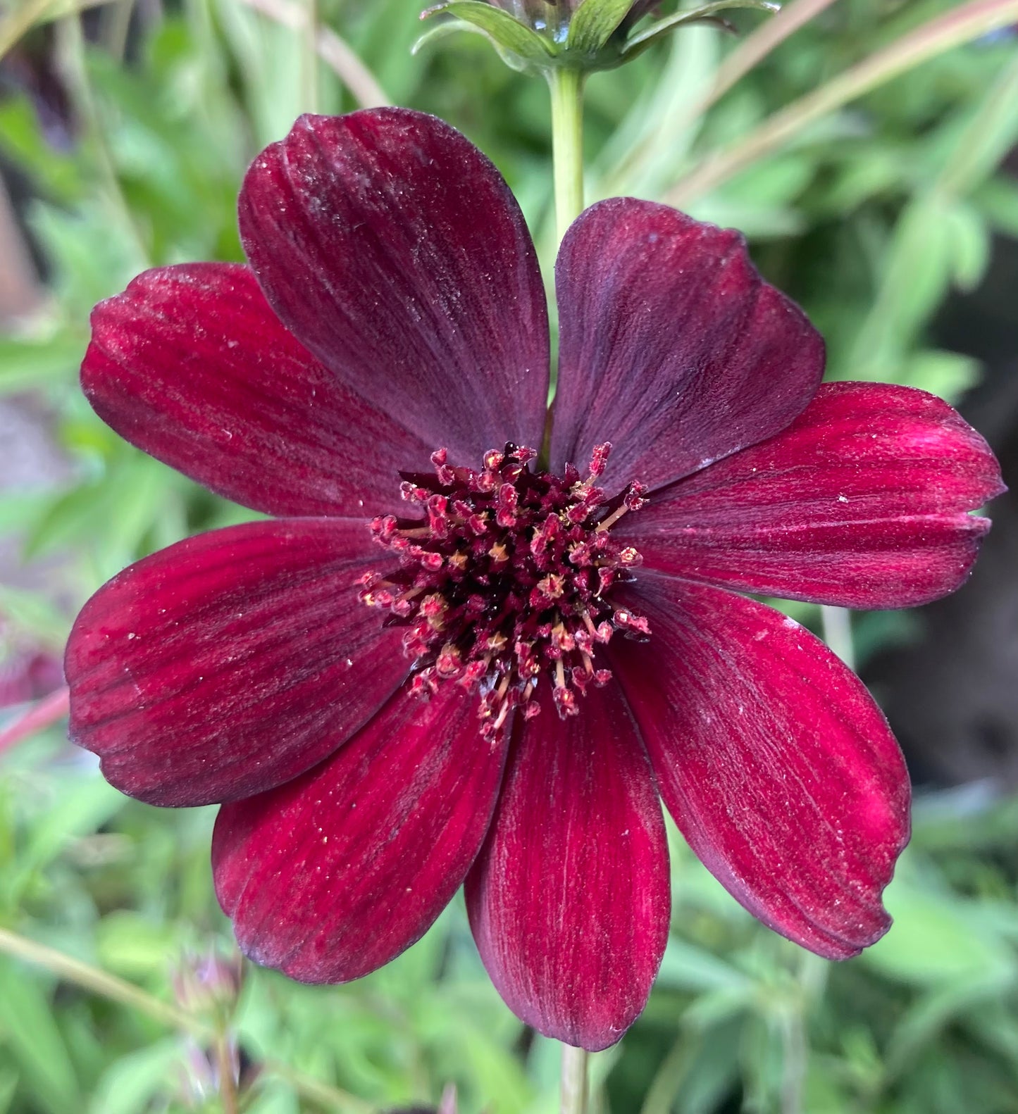 Cosmos ‘Chocamocha’