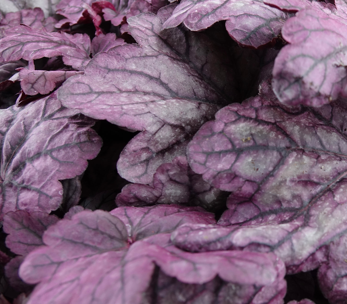 Heuchera ‘Sugar Plum’