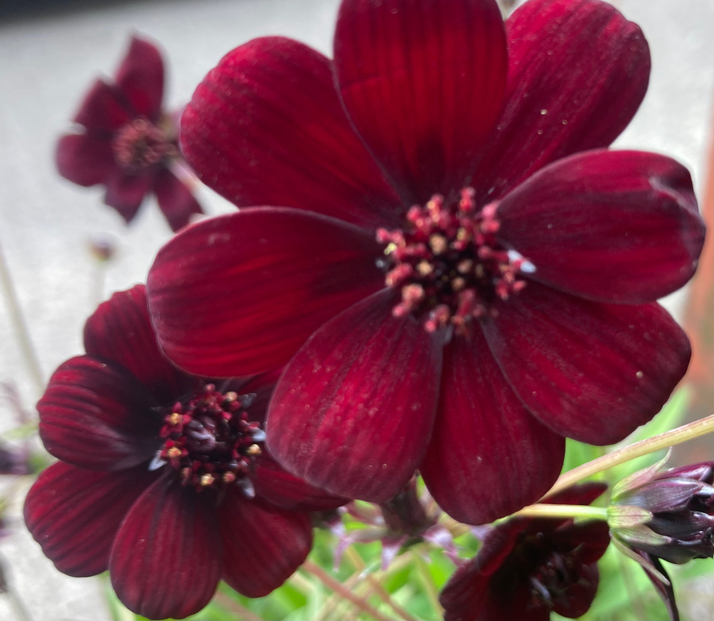 Cosmos ‘Chocamocha’