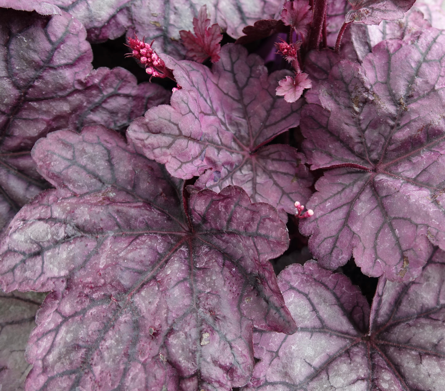 Heuchera ‘Sugar Plum’