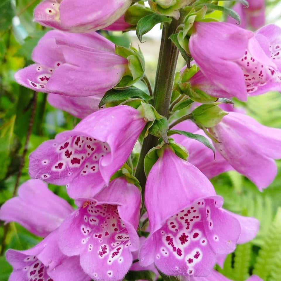 Digitalis Purpurea ‘Native Pink’