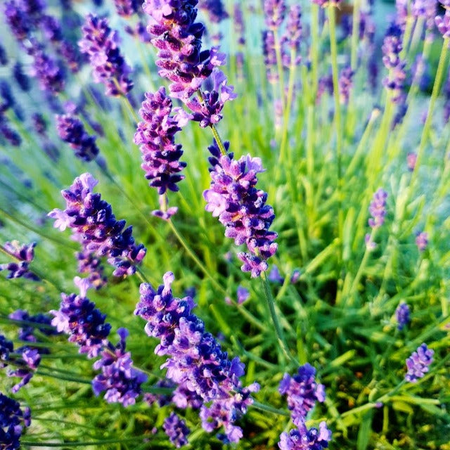 Lavandula Augustifolia 'Hidcote' 9cm Pot