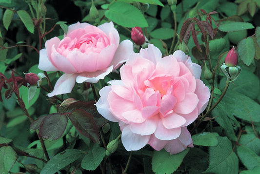 Rosa 'Mary Delany' (Ausorts) English Climbing Rose Bred By David Austin