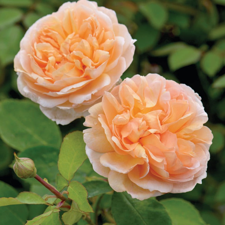 Rosa 'The Lady Gardener' (Ausbrass) David Austin Rose