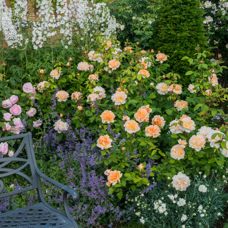 Rosa 'The Lady Gardener' (Ausbrass) David Austin Rose